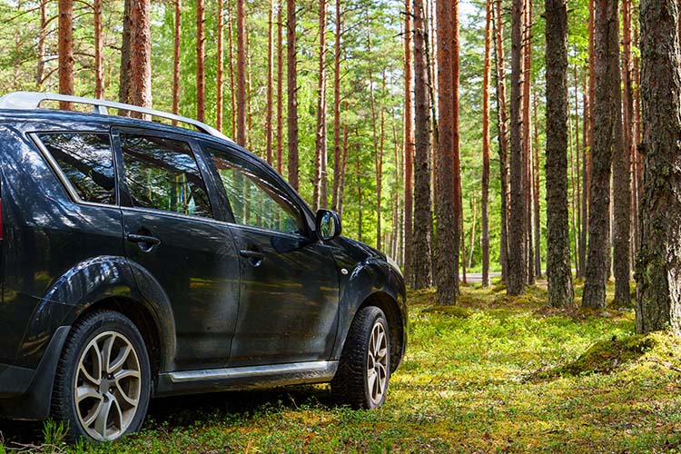Kuş Pisliği ve Reçine Yanığı: Boyanız Mahvolmadan Kurtarın | Sirius Car Design